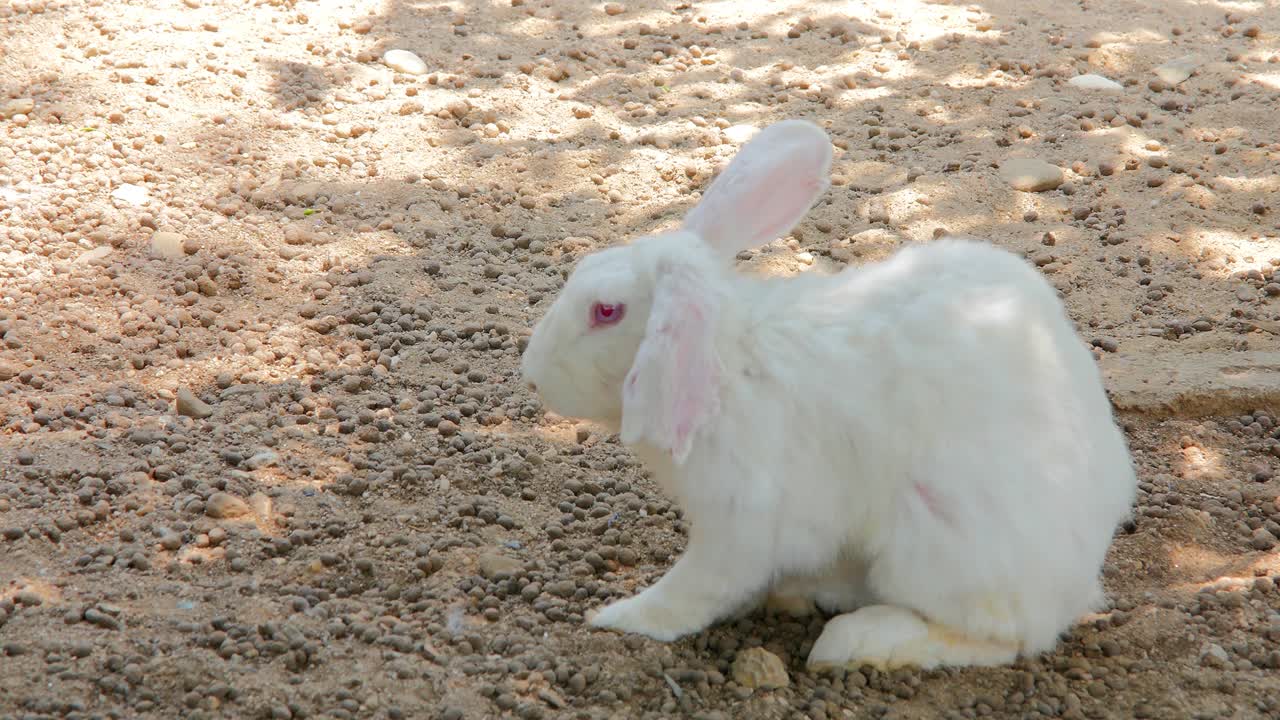 白いウサギが砂の地面に