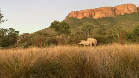 white rhinos in marakele national park, wildlife reserve in in limpopo province, south africa