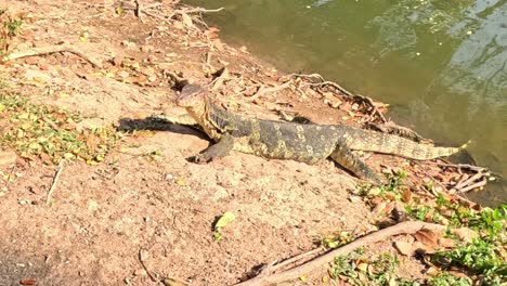 A monitor lizard rests on a sunlit riverbank, surrounded by soil and sparse vegetation.