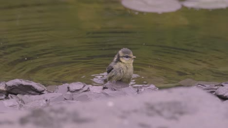 blue tit chick bird washing in pond