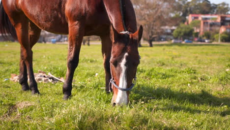 cerca de un caballo marrón pastando en un área suburbana