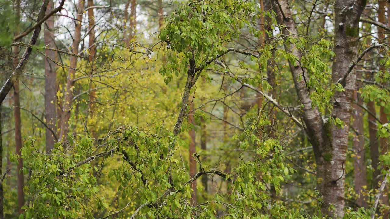 nieve ligera cayendo sobre los árboles del bosque