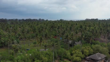 antena del campo de cocoteros altos en la isla tropical de gili meno en bali, indonesia
