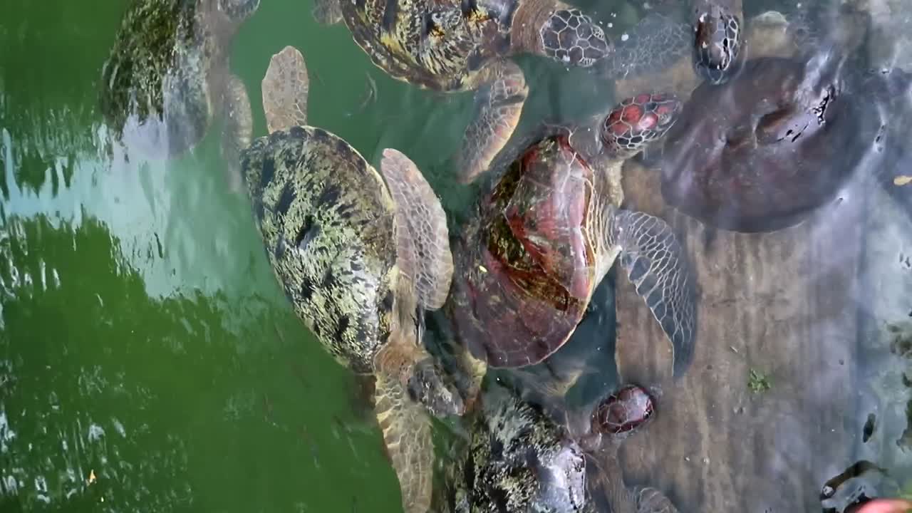 video vertical de un grupo de grandes tortugas marinas verdes comiendo algas en un pantano