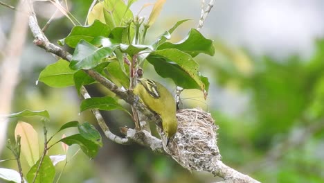 un hermoso pájaro amarillo llamado iora común está alimentando a sus polluelos anidados en un árbol