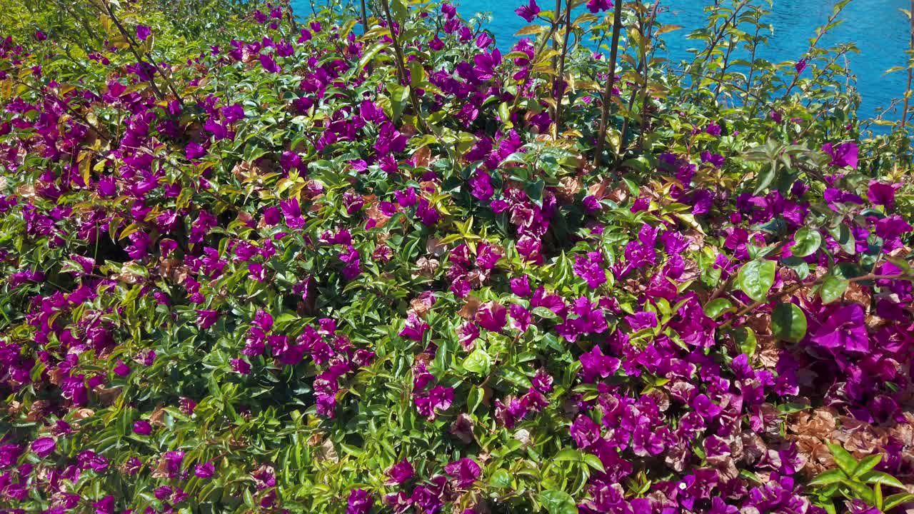 마리나 항구 도시를 드러내기 위해 분홍색 꽃에서 위로 기울이십시오.