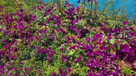 inclínate hacia arriba desde las flores rosadas para revelar la ciudad portuaria del puerto deportivo