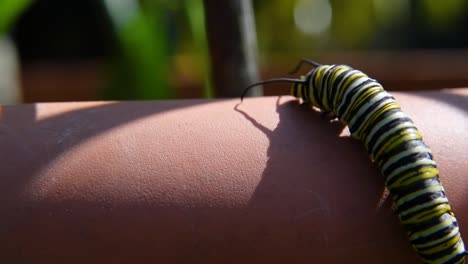 monarch caterpillar’s journey on a terracotta slate