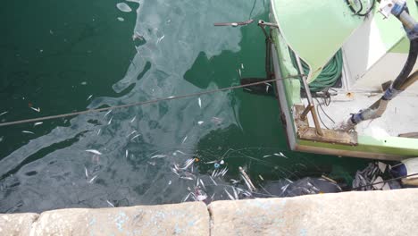 Tote-Fische-Schwimmen,-Mit-Müll-Im-Seehafen