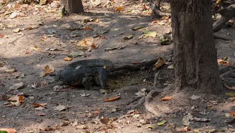 Asian-Water-Monitor,-Varanus-salvator,-Huai-Kha-Kaeng-Wildlife-Sanctuary,-Thailand