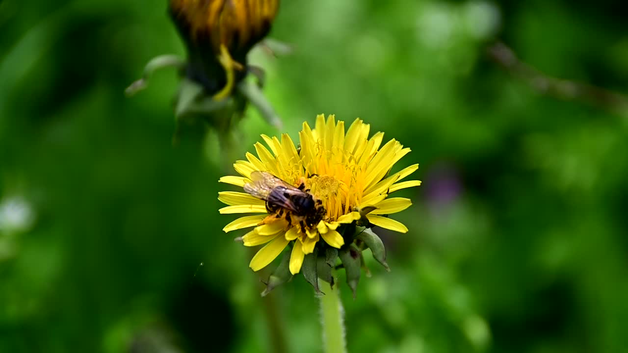 Un'ape che raccoglie il polline da un fiore giallo.