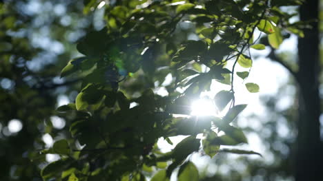 Morgensonne-Geht-Bei-Sonnenaufgang-Durch-Die-Blätter-Auf-1