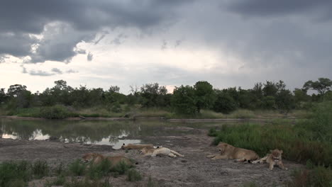 Hermosa-Escena-De-Vida-Silvestre-Africana-Como-Un-Orgullo-De-Leones-Descansando-Junto-A-Un-Pozo-De-Agua-Bajo-Cielos-Lluviosos