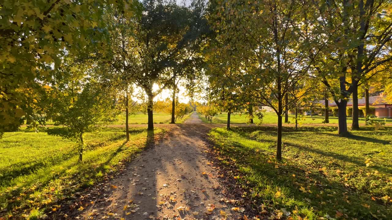 Filming with the sun in front of you at a golden hour sunset in a wooded area in the Prince's Gardens, there are 2 paths that form a cross and the ground is green and the shadows lengthen