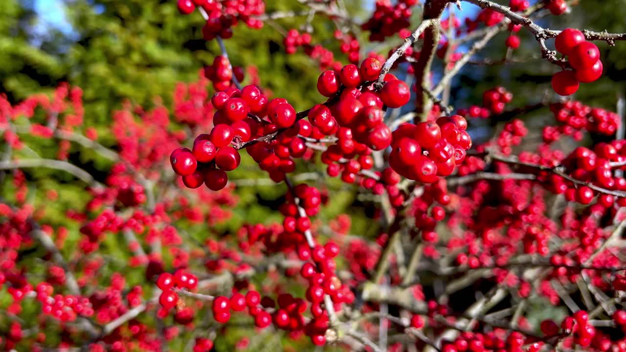 sparkleberry berries in February in Winston Salem NC, North Carolina