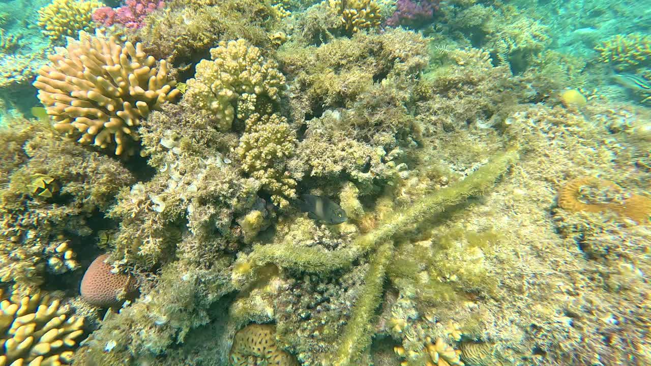 прекрасные коралловые рифы и рыбы красного моря