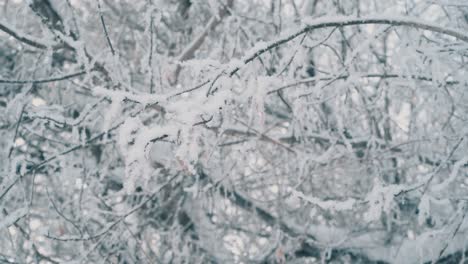 white tree branches covered with fresh snow in winter wood