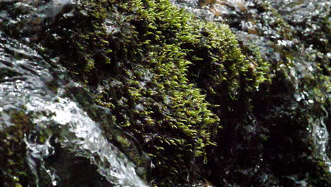 Water-spills-around-moss-in-slow-motion