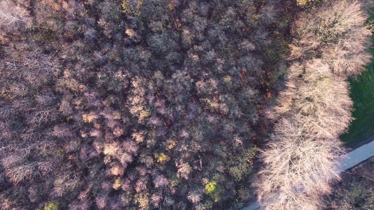 드론 비행 잎이없는 나무 숲