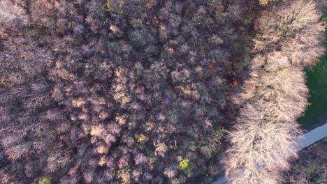 Drone-Sobrevuelo-Sin-Hojas-árbol-Bosque