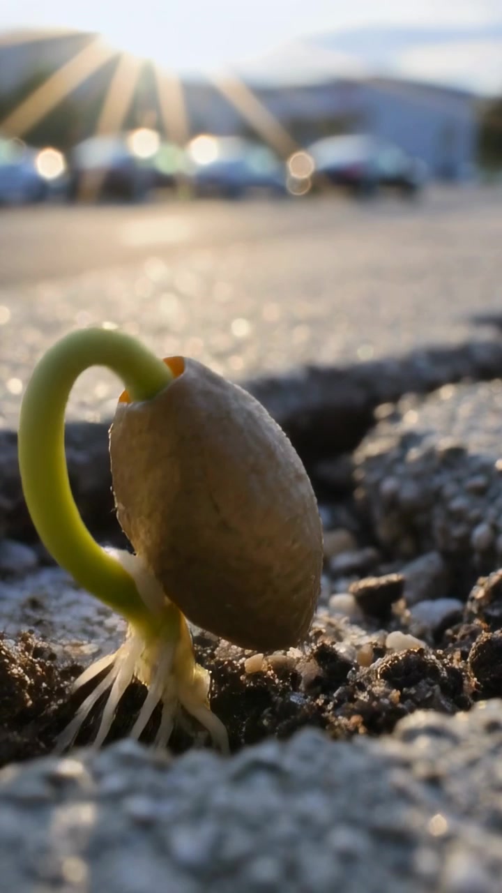 Vertical video: Sun warming single seed, seed pushing green shoot from road crack toward sun, grit