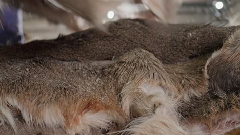 workers in a textiles factory stacking raw animal hides for leather manufacturing, close up shot