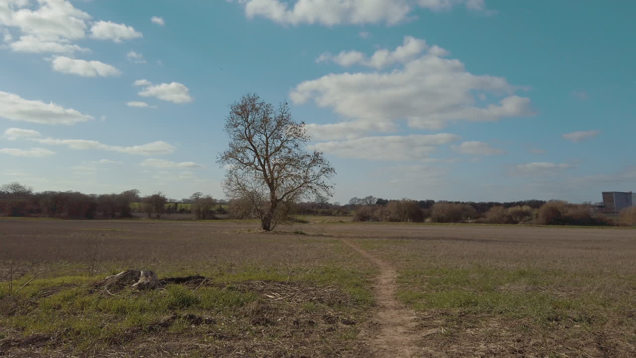 árbol solitario parado solo en medio de un campo de granjeros vacío con un sendero pisoteado que se extiende por el campo