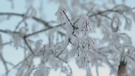 fluffy frost on branches in winter wood closeup slow motion