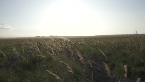 Plants-in-a-meadow-sway-gracefully-in-the-wind,-creating-a-mesmerizing-dance-of-nature-within-the-open-field