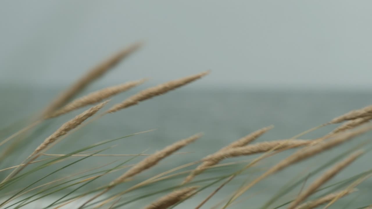 Tall, wild grass swaying in wind on blue background of sea