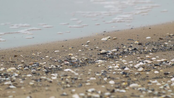 Seashells on the white sand beach in summer, calm waves, Baltic sea coastline, summer vacation, relaxation, ocean, travel concept, medium shot