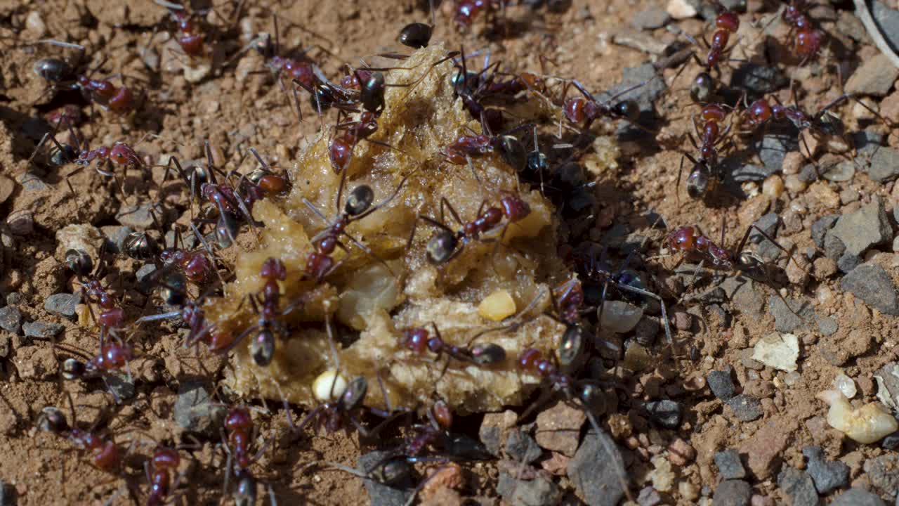 Macro di formiche che brulicano attorno a un avanzo di cibo a terra, luce naturale, profondità di campo ridotta