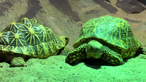 tortues au zoo de lisbon, au portugal 4k