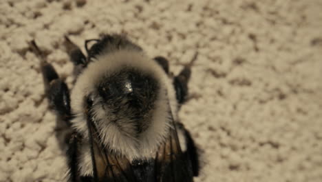 extreme close-up of a bumblebee resting on a wall