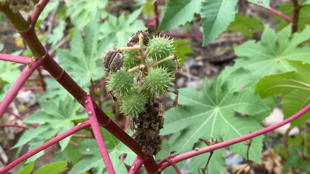 Primo piano di baccelli verdi spinosi di ricino sulla pianta