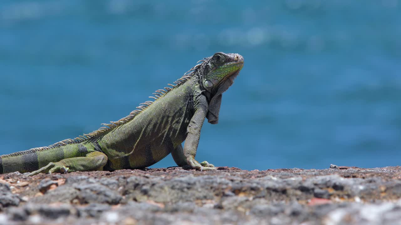 Iguana su una roccia con le onde dell'oceano sullo sfondo durante una giornata di sole - 4K DCI