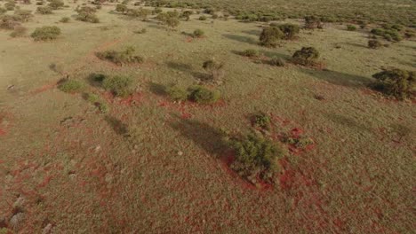 vista aérea de la sabana africana con árboles dispersos en la arena roja de kalahari, cabo norte, sudáfrica