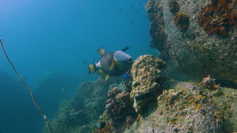 El-Gran-Pez-Ballesta-Titán-Macho-Gira-Y-Se-Voltea-Boca-Abajo-Mientras-Busca-Comida-En-Un-Arrecife-De-Coral-En-Tailandia-Tropical