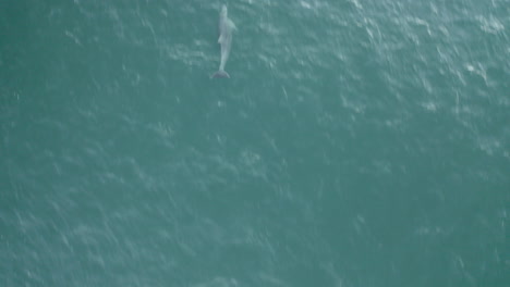 toma de vista superior de 4k drone de un hermoso delfín nadando en el mar capturando peces en yamba, australia