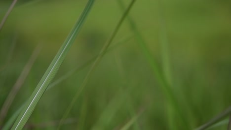 Una-Hierba-Perenne-Originaria-De-Asia-Tropical-Y-Subtropical-Y-También-Introducida-En-Varios-Países