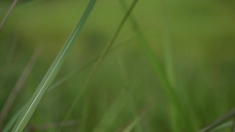 una hierba perenne originaria de asia tropical y subtropical y también introducida en varios países