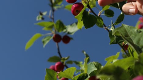 Picking red fruit from tree close up