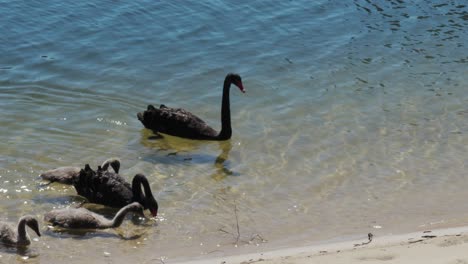 Black-Swan-family-in-Gold-Coast-canal,-static