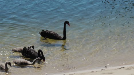 black swan family in gold coast canal, static