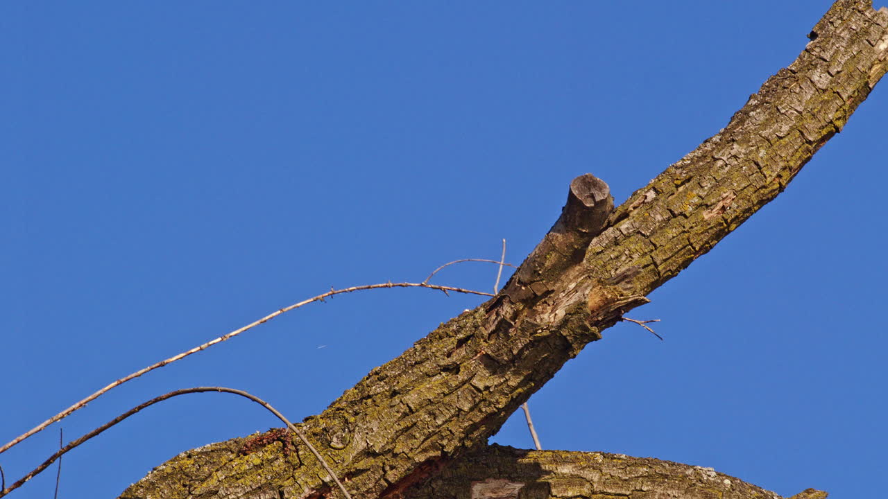 Ethereal and acrobatic: purple martins courting in midair, slowed to savor.