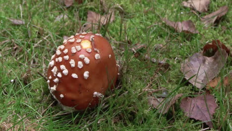 mano masculina rasgando hongos de suelo musgoso, amanita muscaria, de cerca
