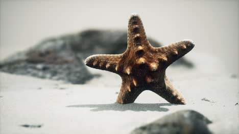 estrella de mar roja en la playa del océano con arena dorada