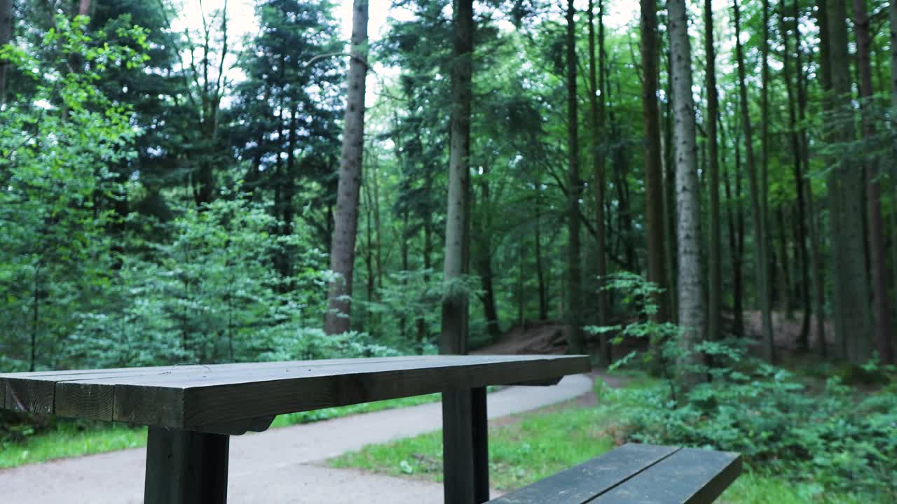 lugar de picnic en el bosque