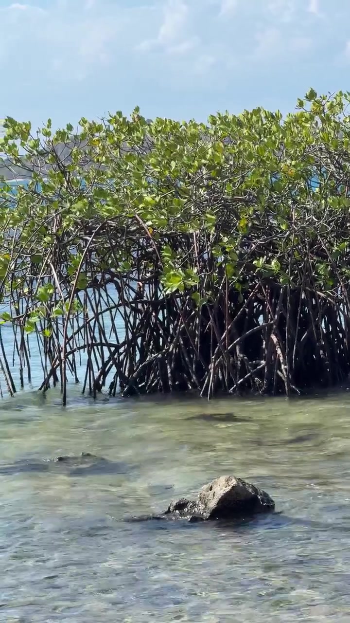 Mangroveträd som växer i grunda tropiska kustvatten