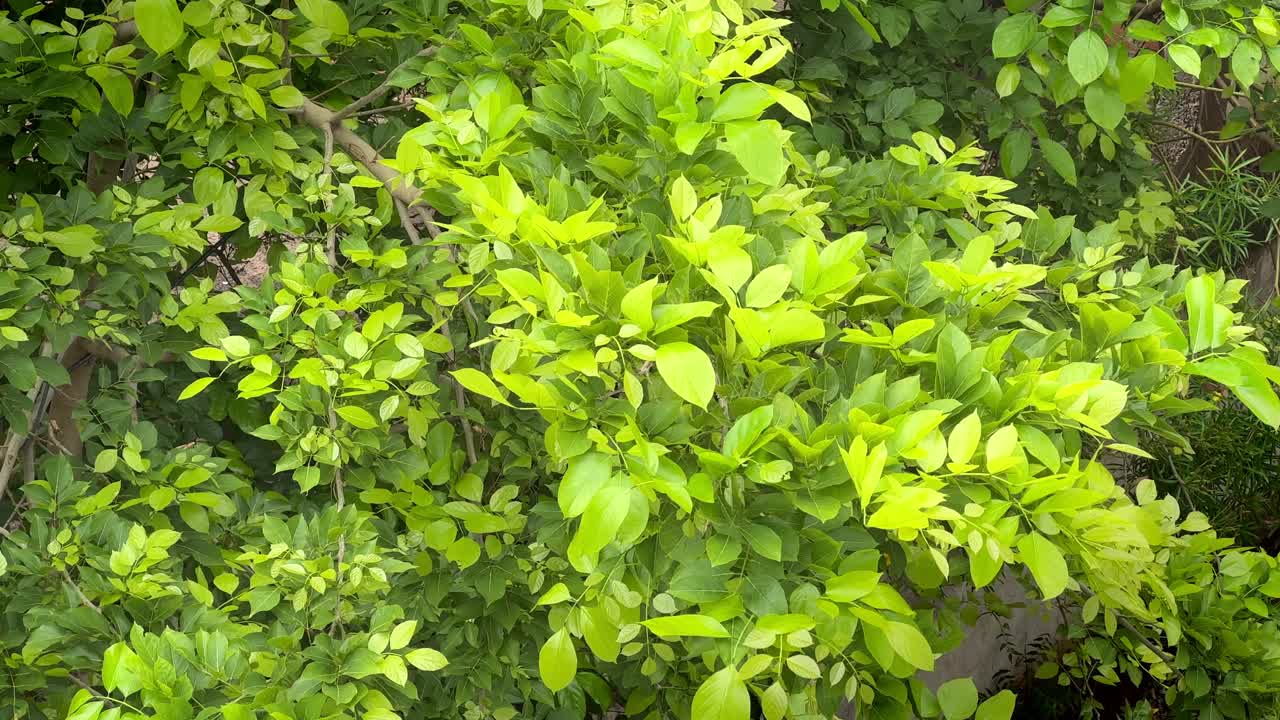 hojas verdes frescas en un árbol balanceándose en el viento, hojas de árboles verdes brillantes ondeando en el vientos